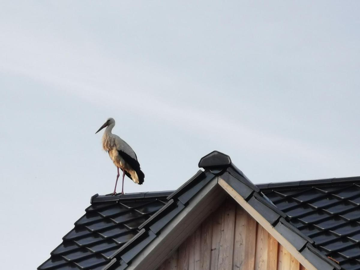 Ferienhaus Haus Am Deich 47 Stilvolles An Der Elbe In Stadtnaehe